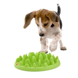Green Mini Feeder For Dogs
